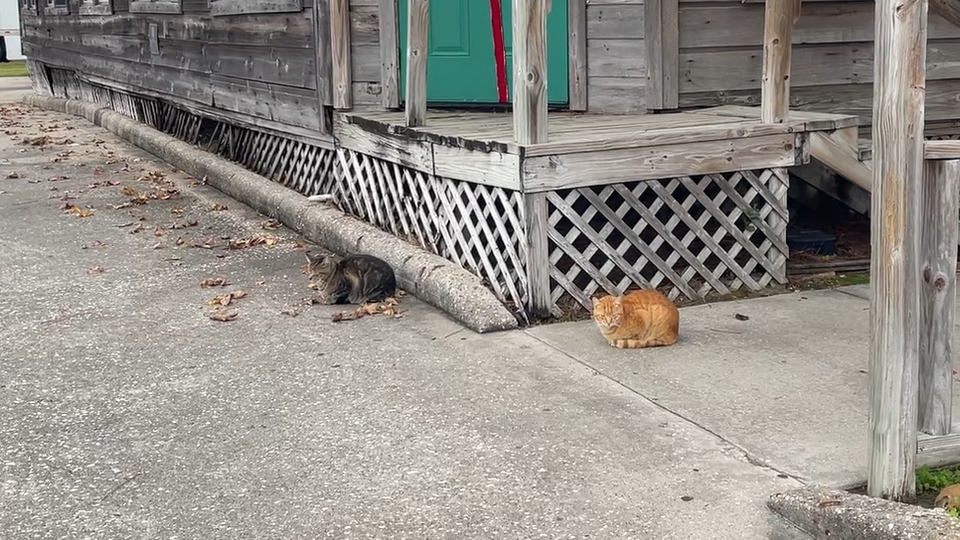 Strays condos 9 x 16 condensed